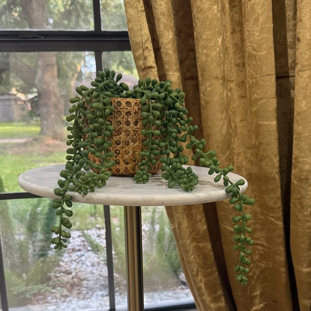 Green Succulent in Brown Woven Planter